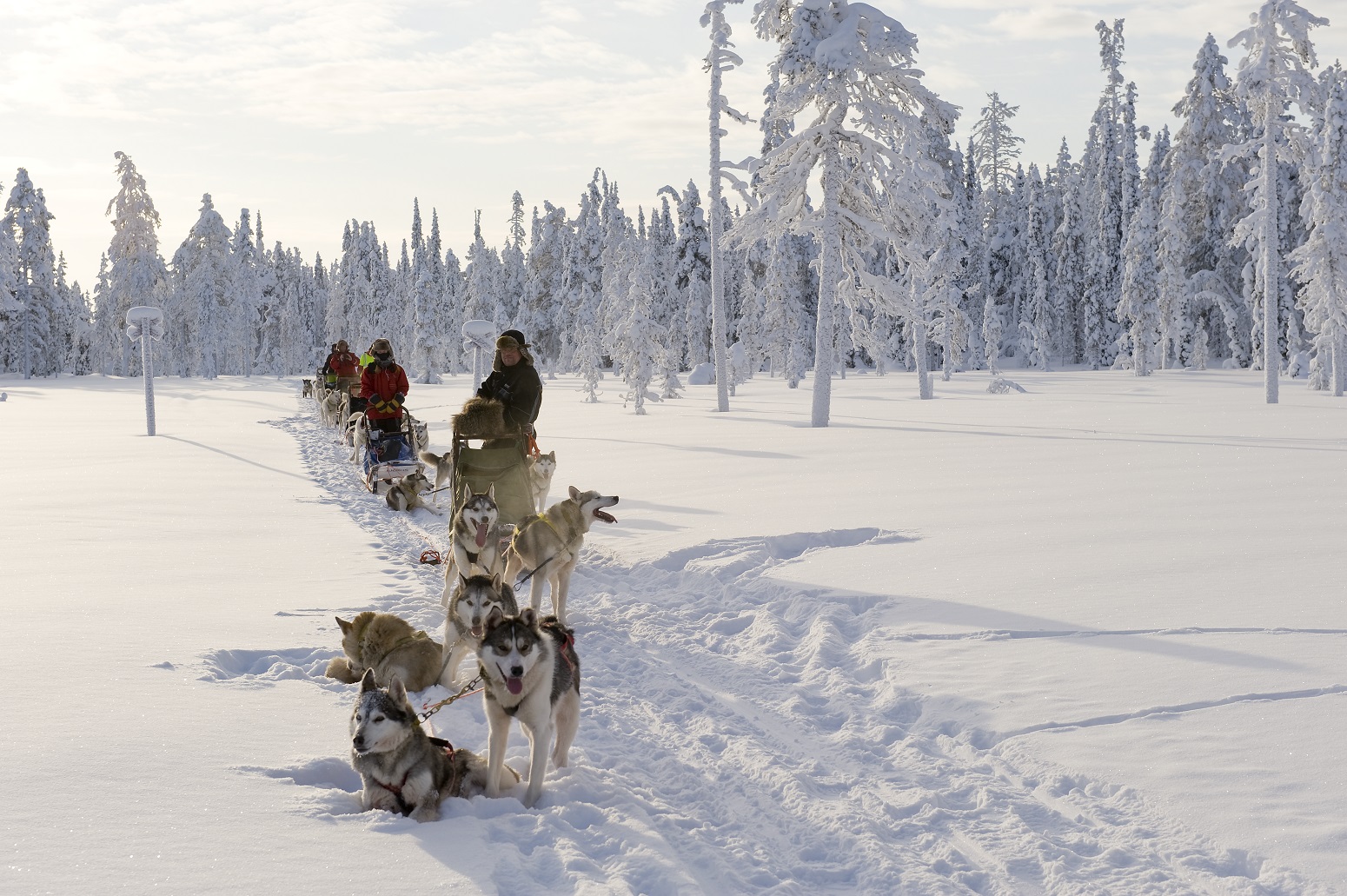 salla viaje papa noel huskies